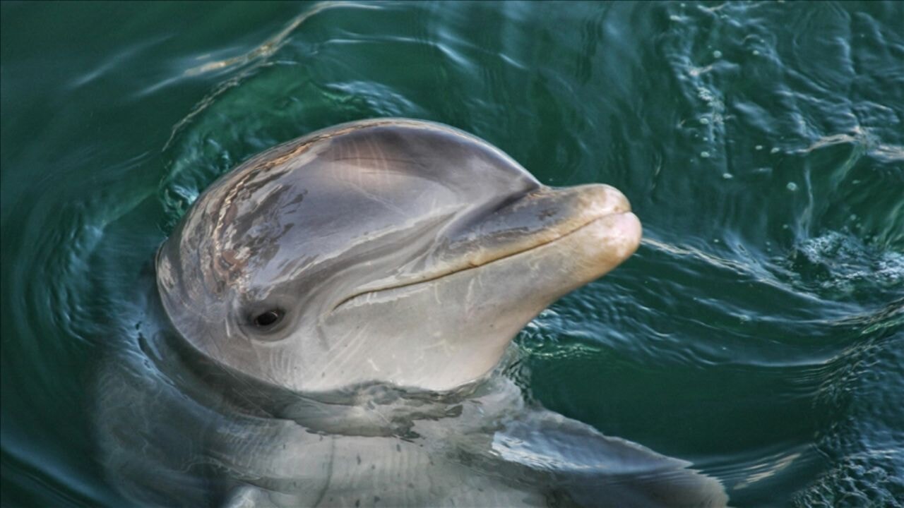 Yunusların ıslık sesinin sırrı